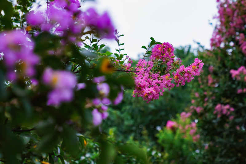 紫薇花 41