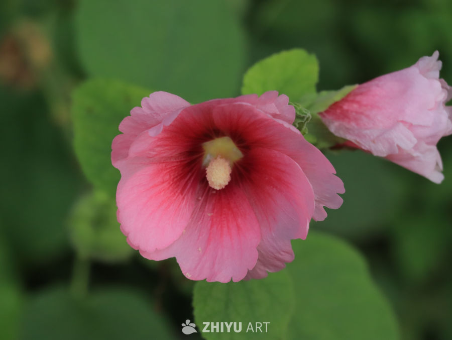 夏日里盛开的蜀葵