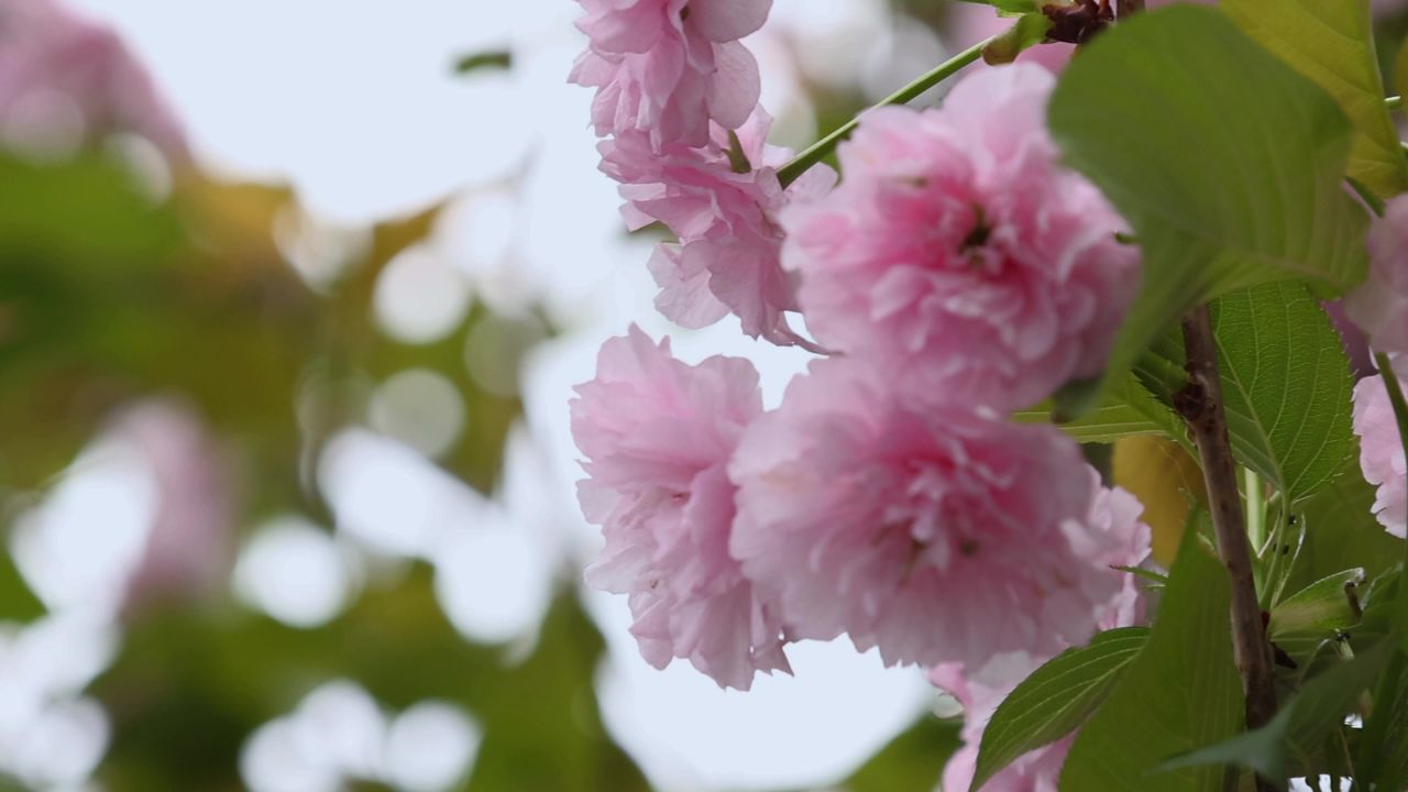 春天盛开的樱花 12