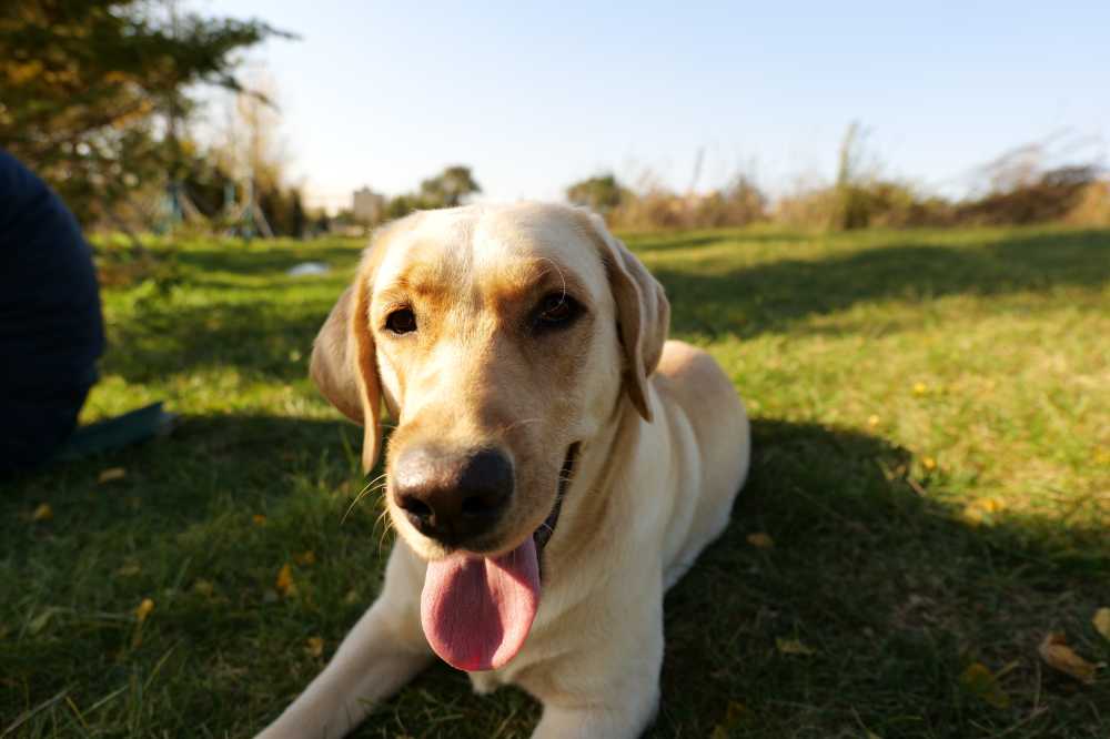 拉布拉多犬