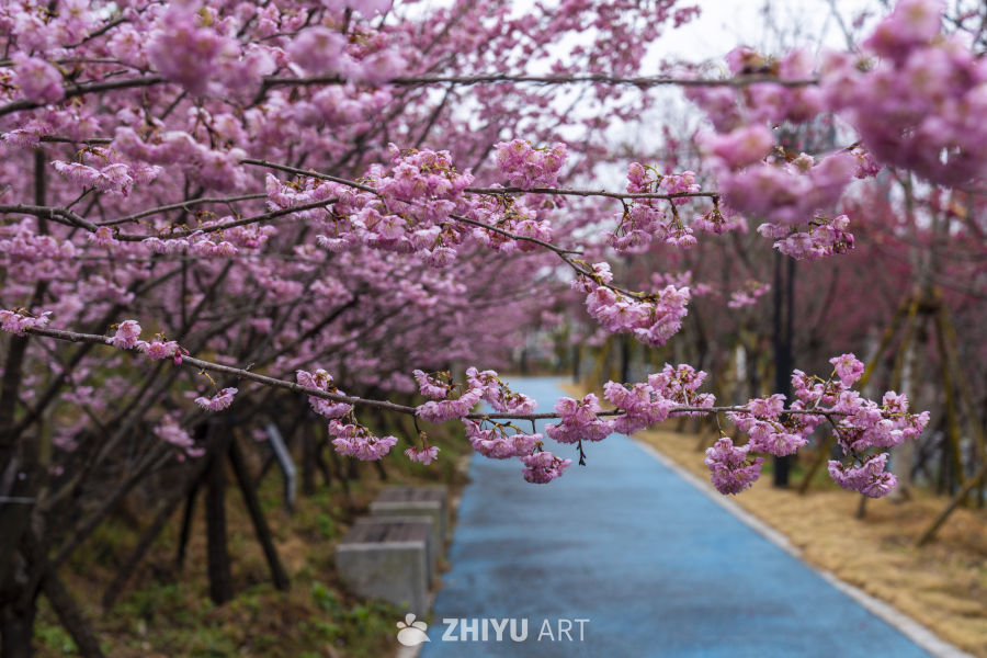 樱花盛开的步道