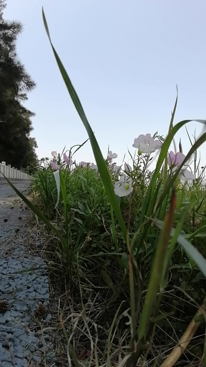 花草