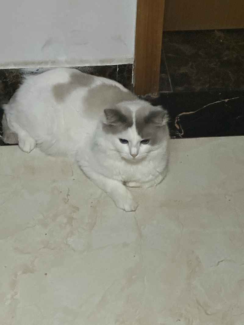 可爱的猫猫，谁能抗拒呢 6