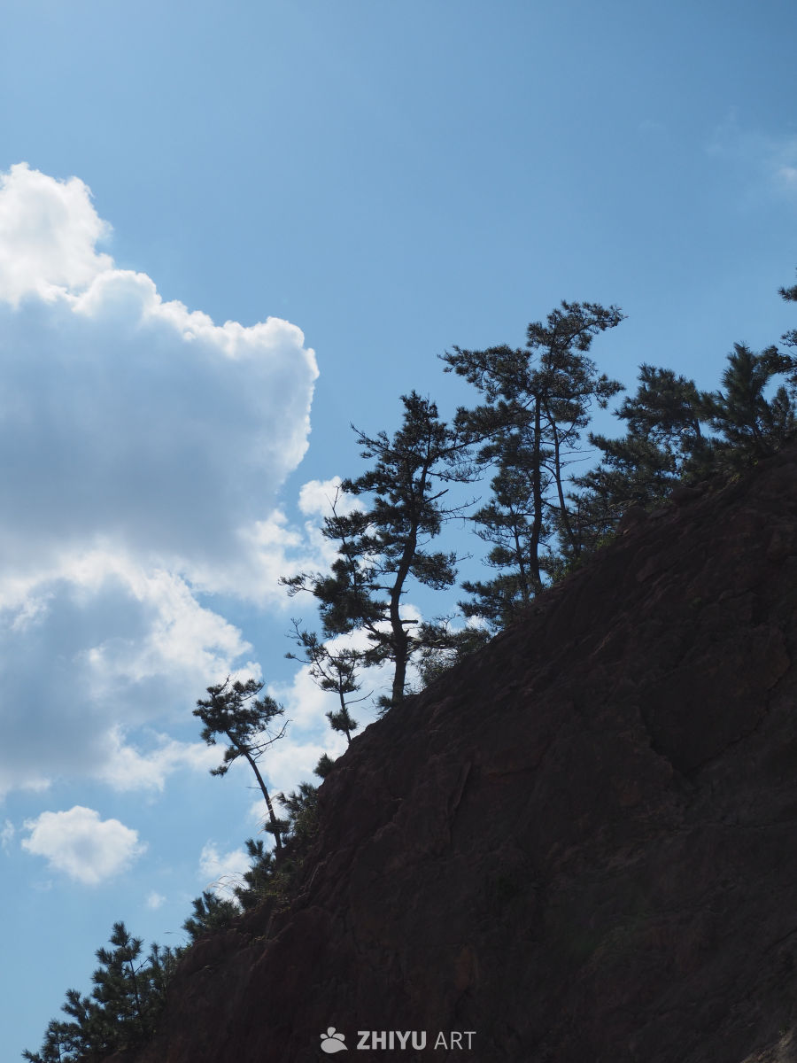 云与树