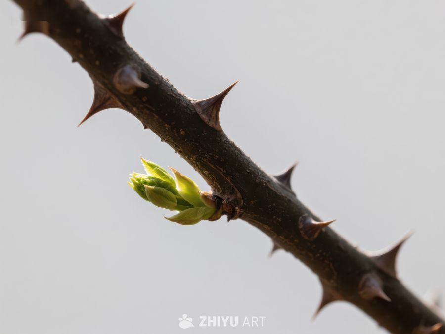 带刺枝条上的嫩芽 104