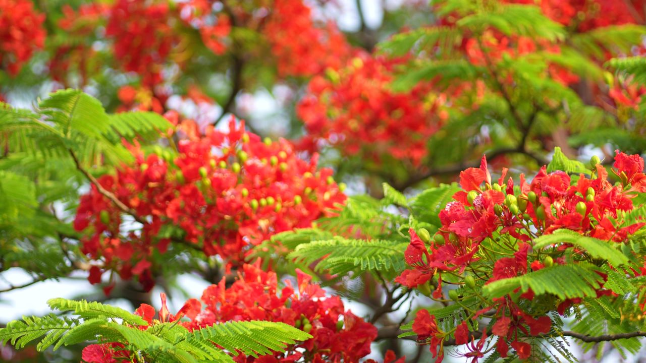 凤凰花 4