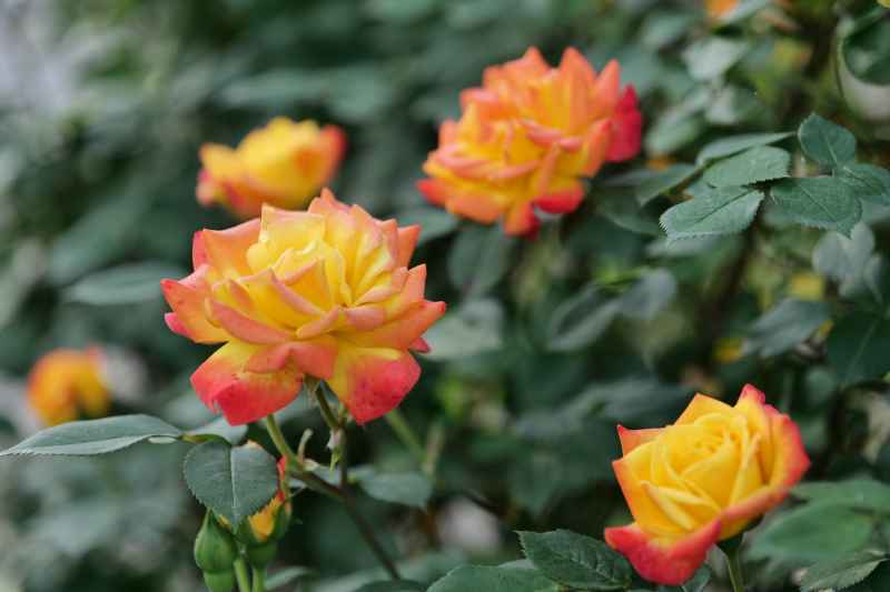 月季花 32