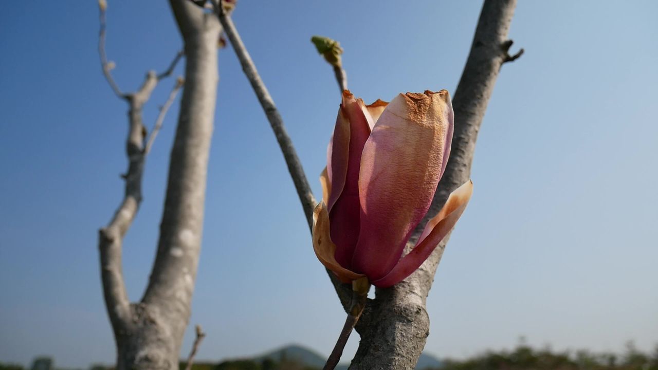 冬日风中的玉兰花