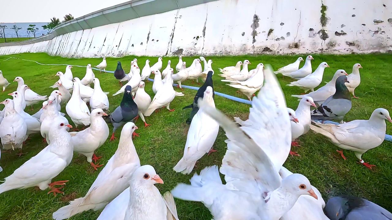 公园草地鸽子