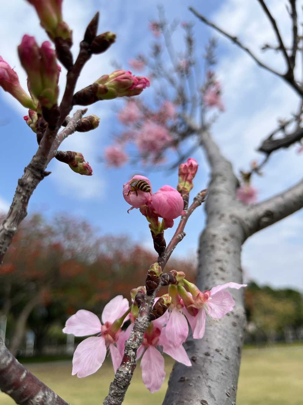 樱花初开蜜蜂来