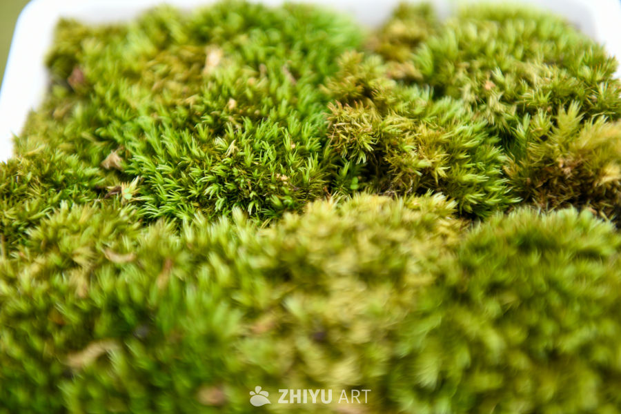 苔藓植物种植 15