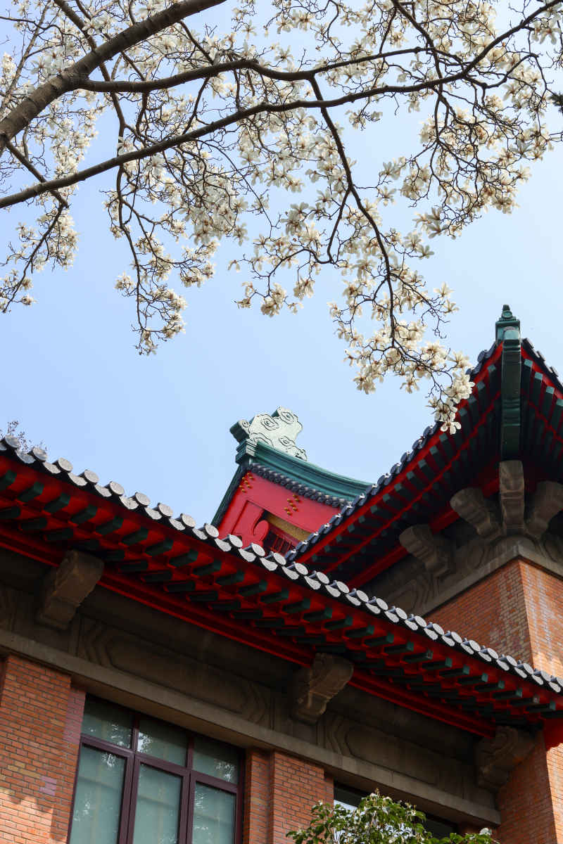 玉兰花开放在古建筑的屋檐之下