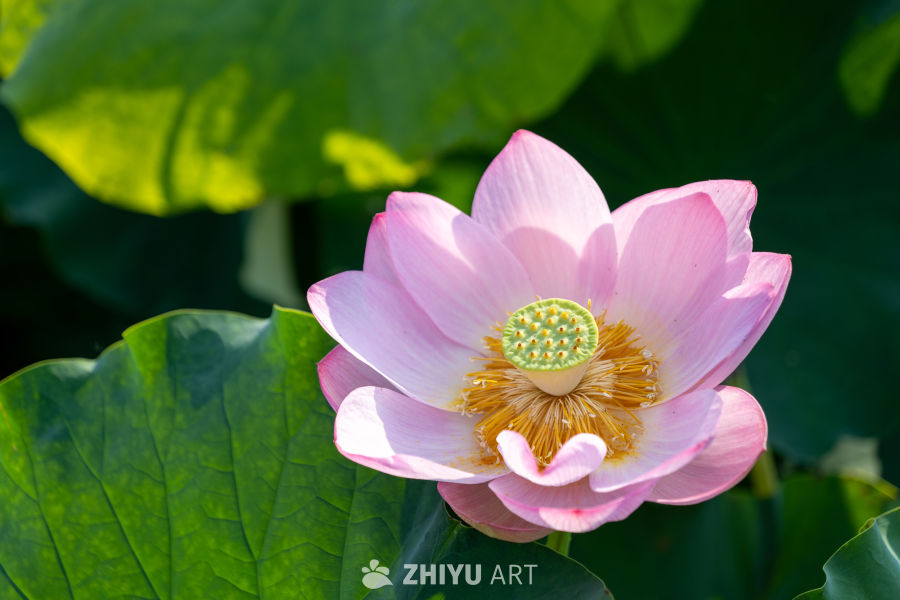 荷花 78