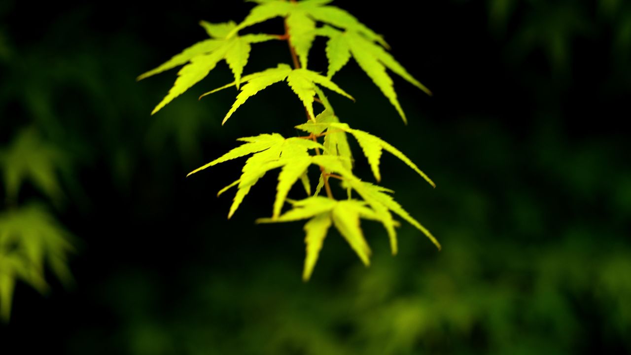 植物树木春天夏天绿油油生机盎然
