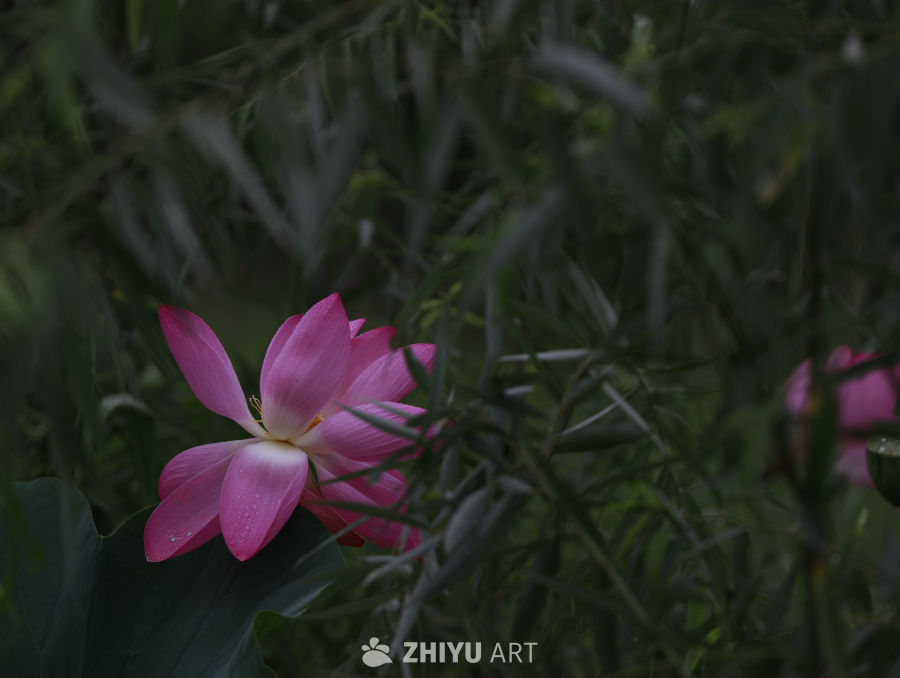 粉红莲花与绿叶