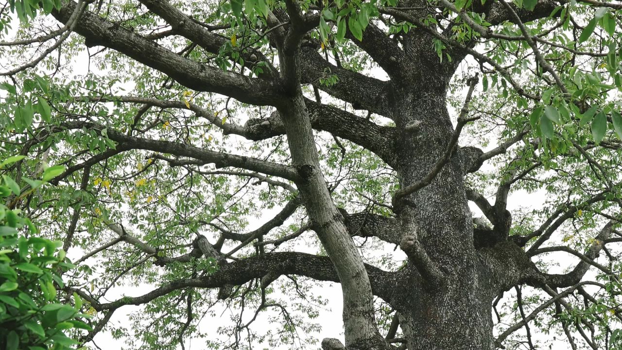 木棉花树