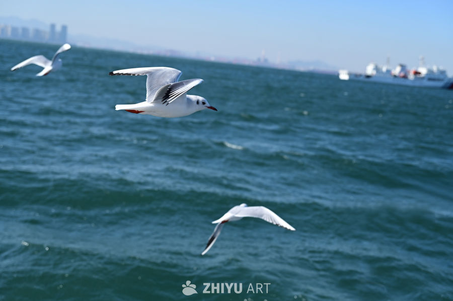 白色海鸥在蔚蓝大海自由飞翔 12