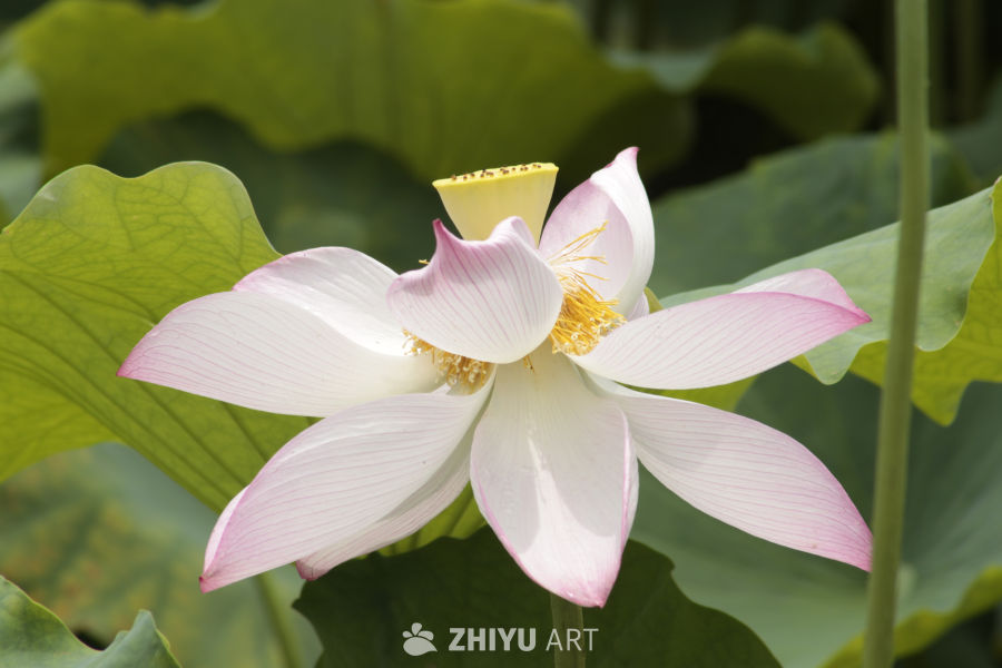 粉嫩莲花绽放