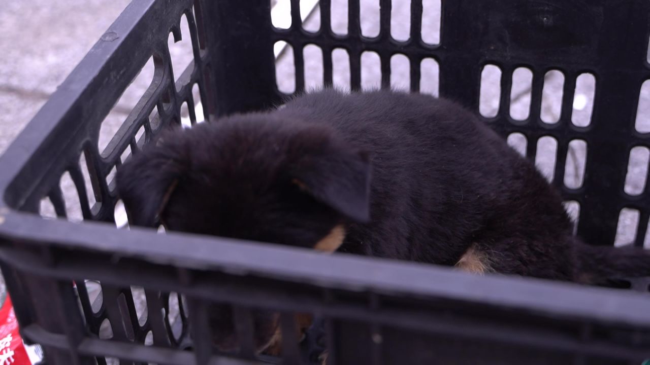 动物 5