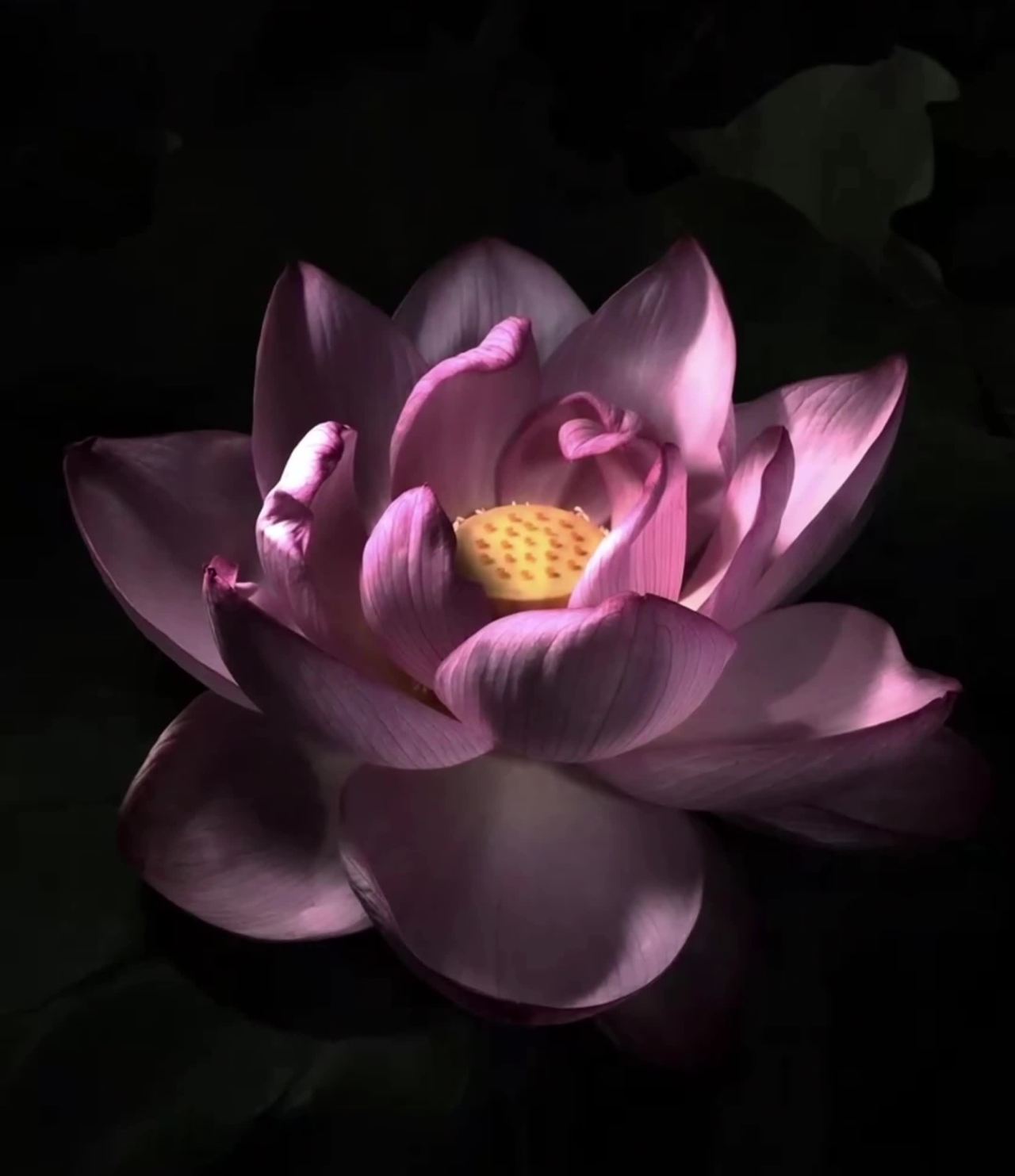 静谧的莲花绽放