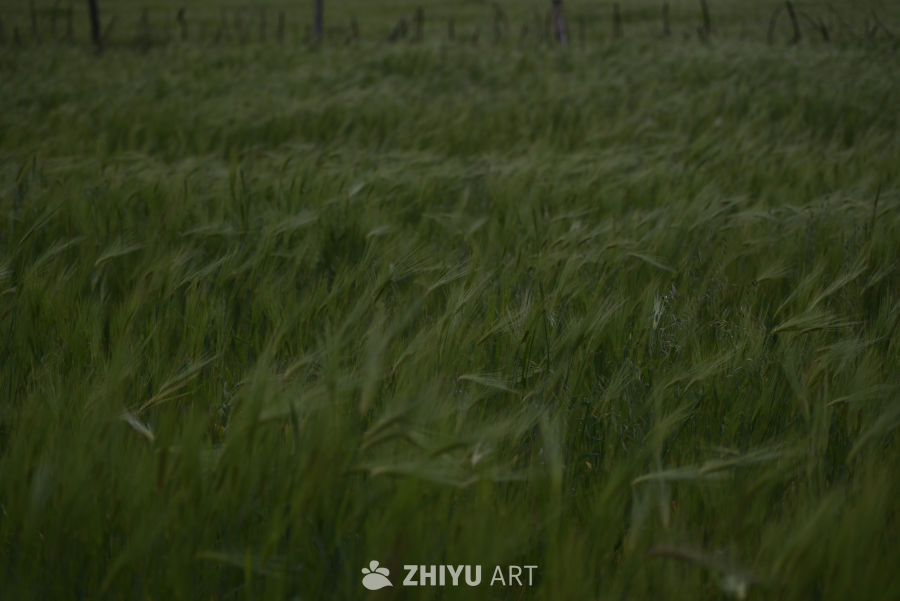 川西照片合集 48