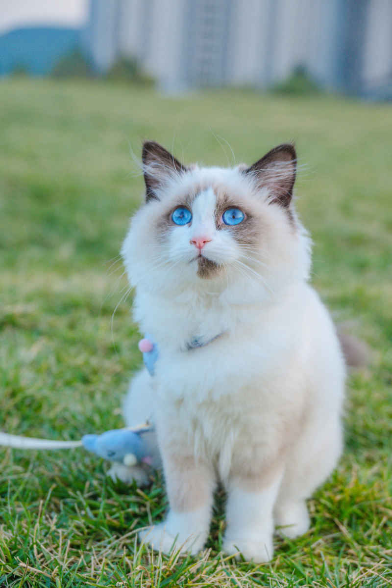 布偶猫