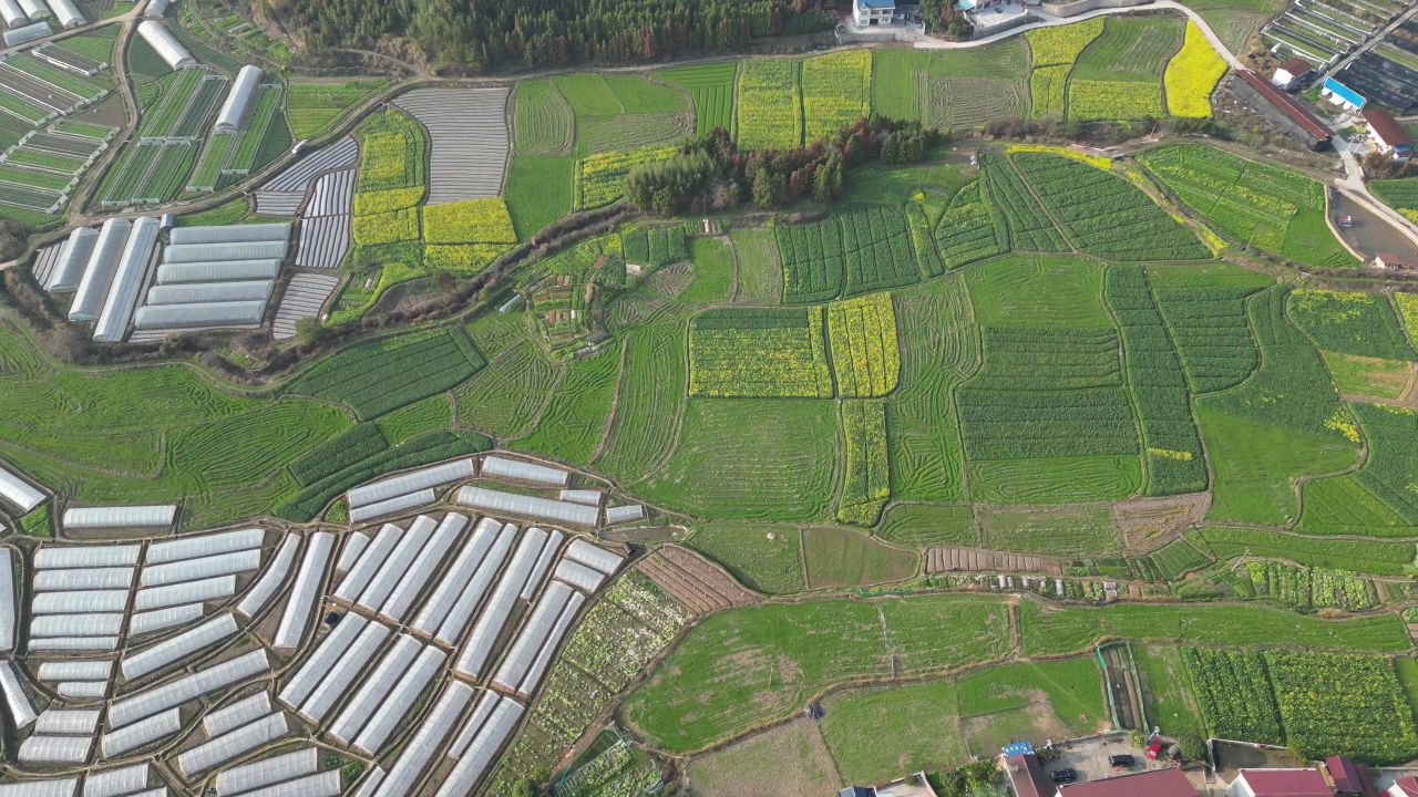农业种植农田油菜花美丽乡村航拍