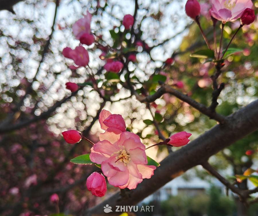 阳光下的春花