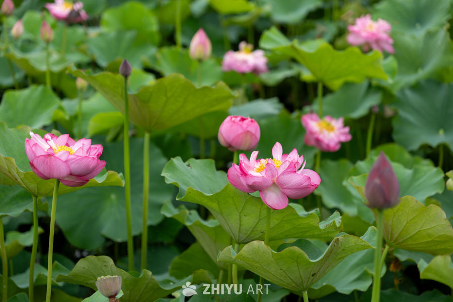 荷花 90