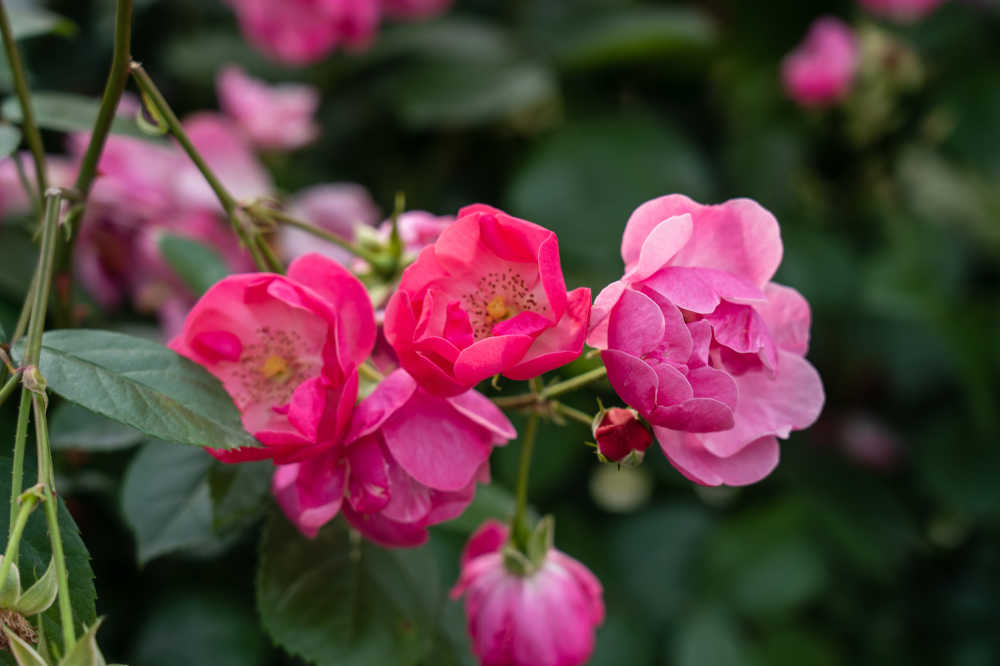 玫瑰谷的月季花