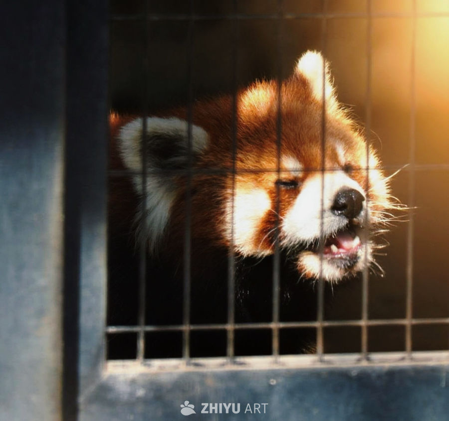 小熊猫这么这么可爱