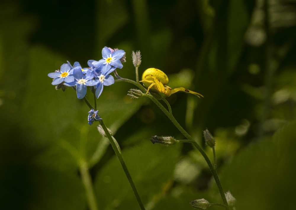 黄色一枝黄花蟹蛛