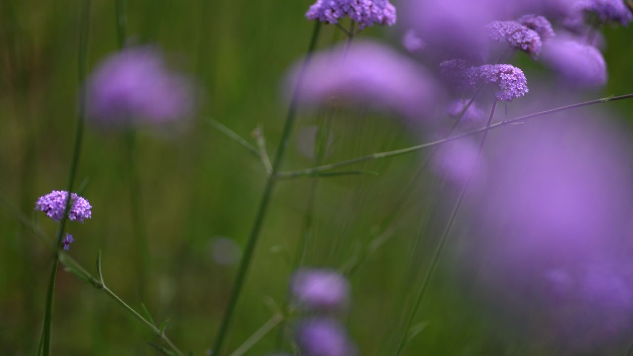 花海