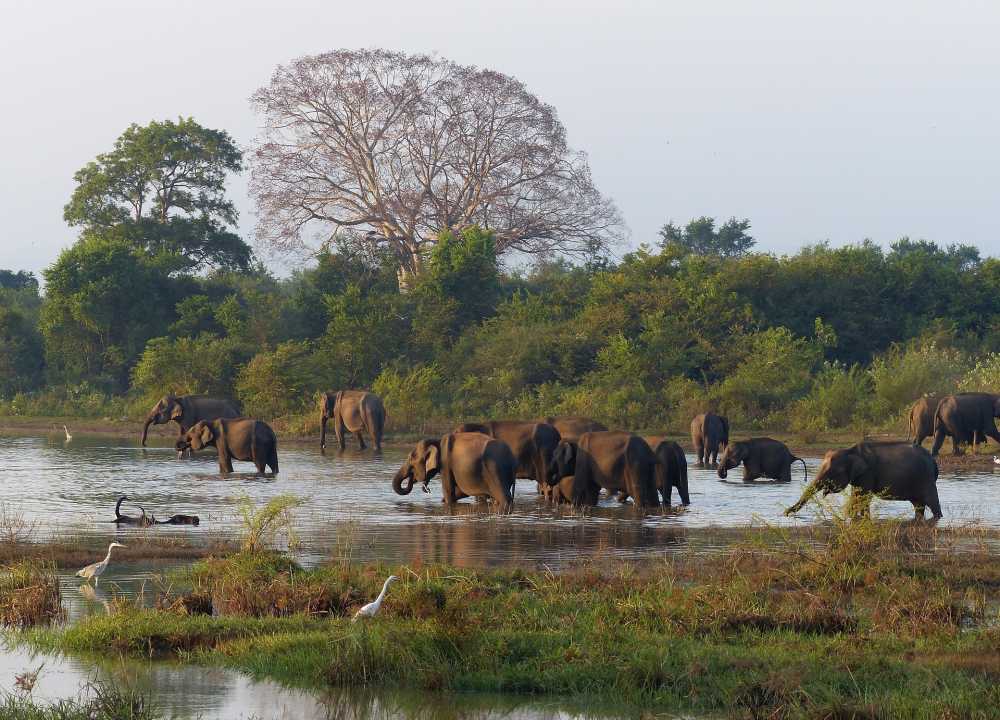大象自然野生动物园