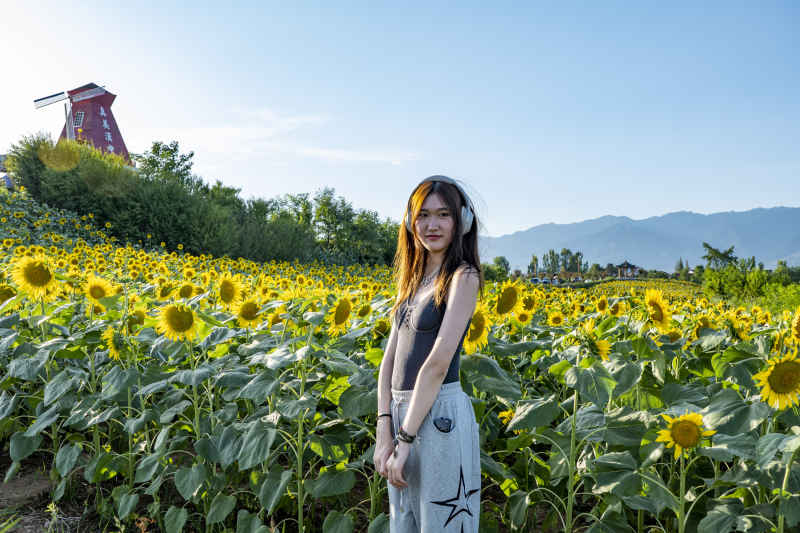 向日葵花海 13