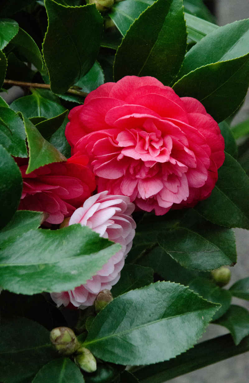 含花