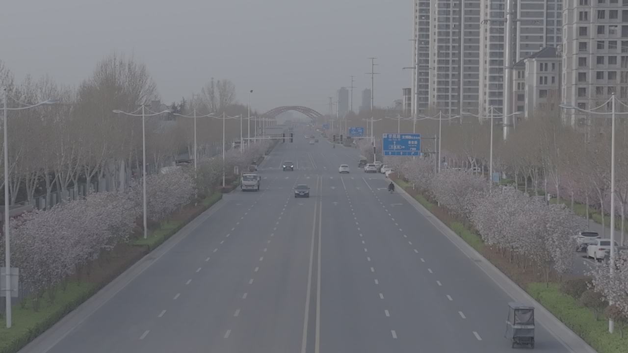 城市樱花大道