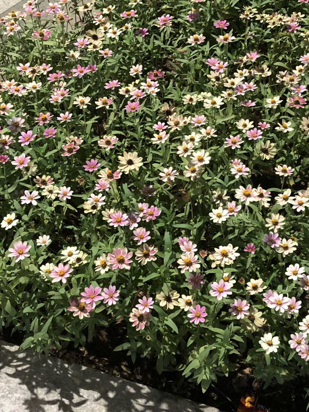 百日菊