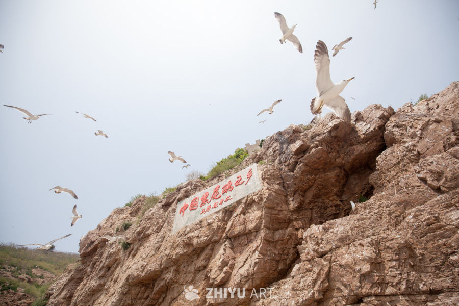 山东海驴岛黑尾鸥