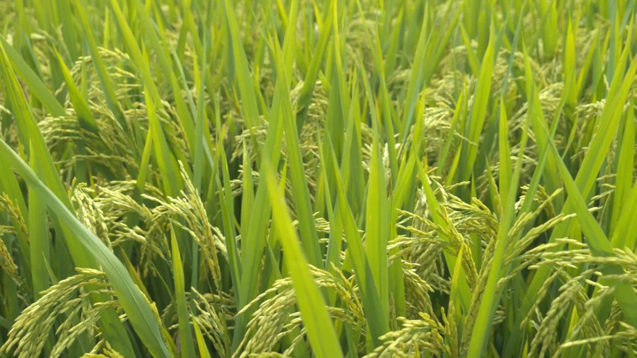 水稻粮食庄稼五常大米 7