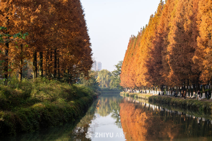 一河秋光，半岸杉红