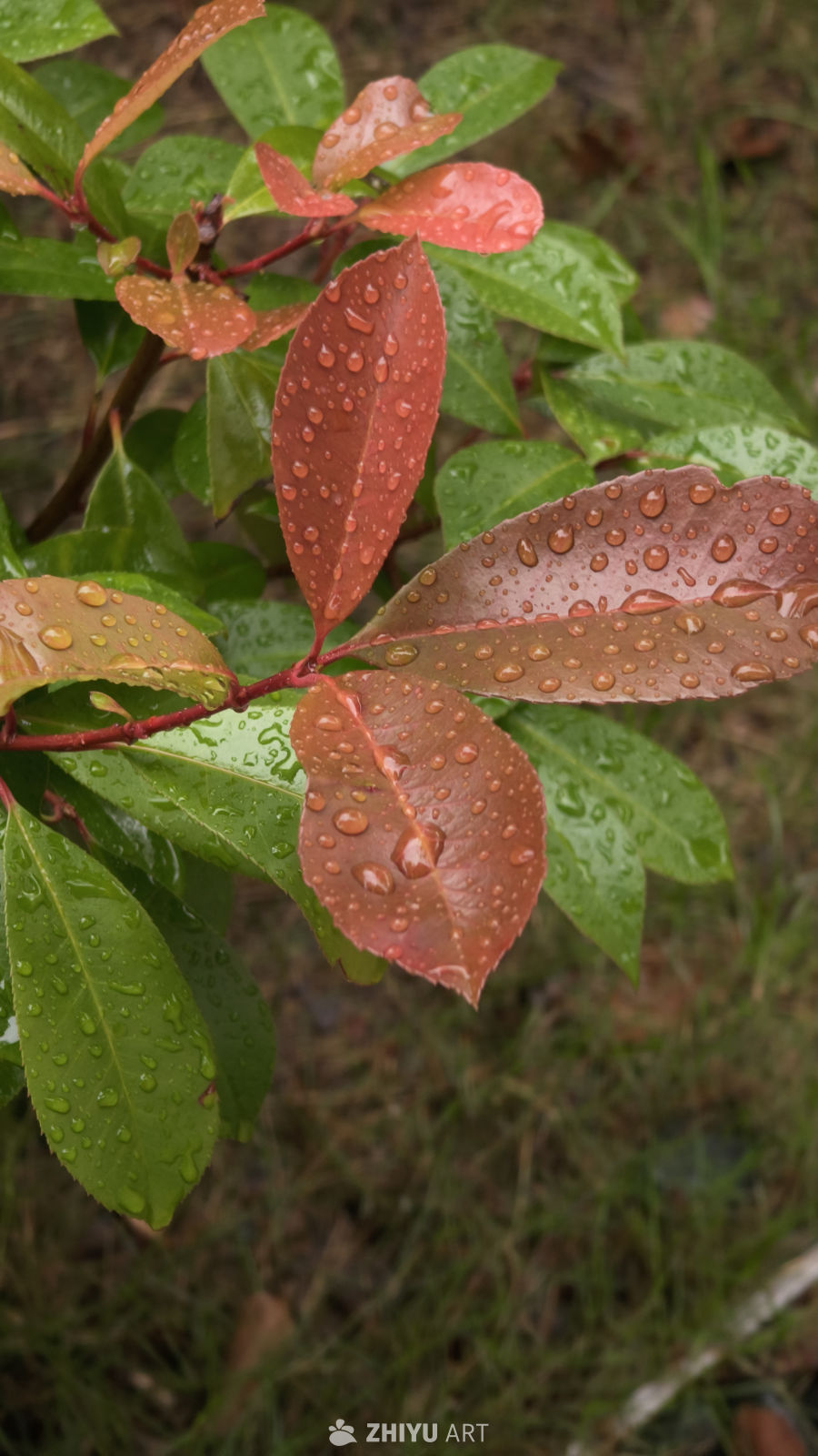 雨后红绿交织的自然之美
