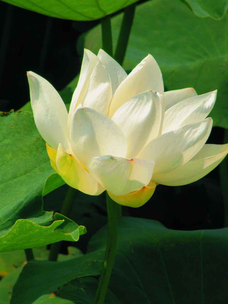 “水中君子”——荷花 22