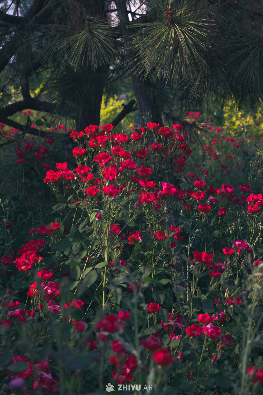 红玫瑰与松树的静谧时光