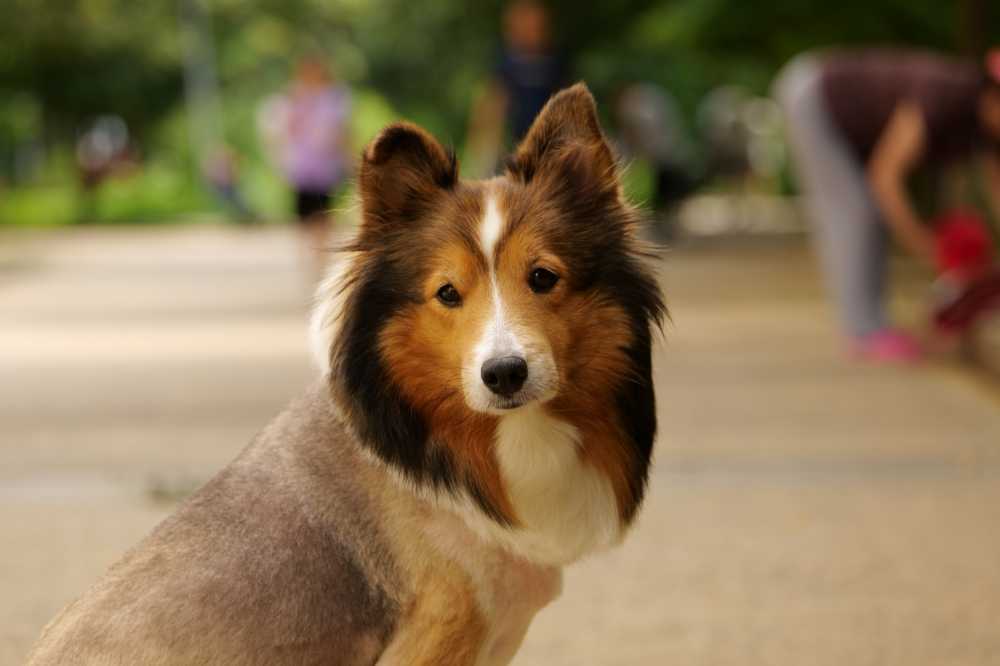 喜乐蒂牧羊犬