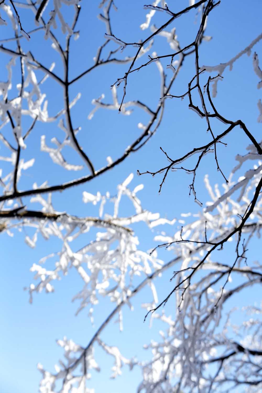 雪落黄山，雾凇云海——雪篇