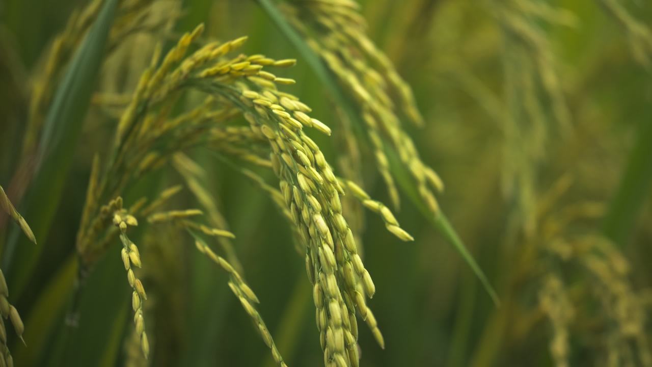 水稻粮食庄稼五常大米 22