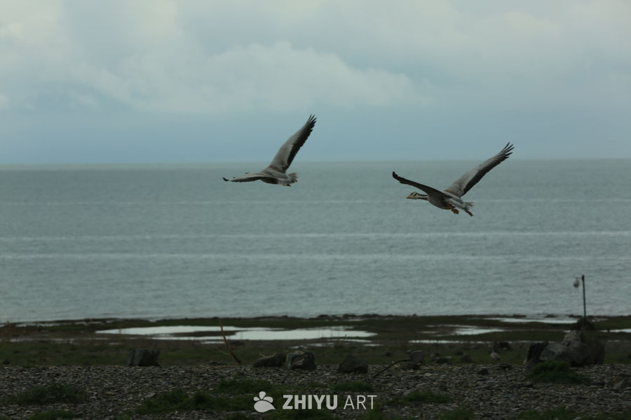 海鸥翱翔于海天之间