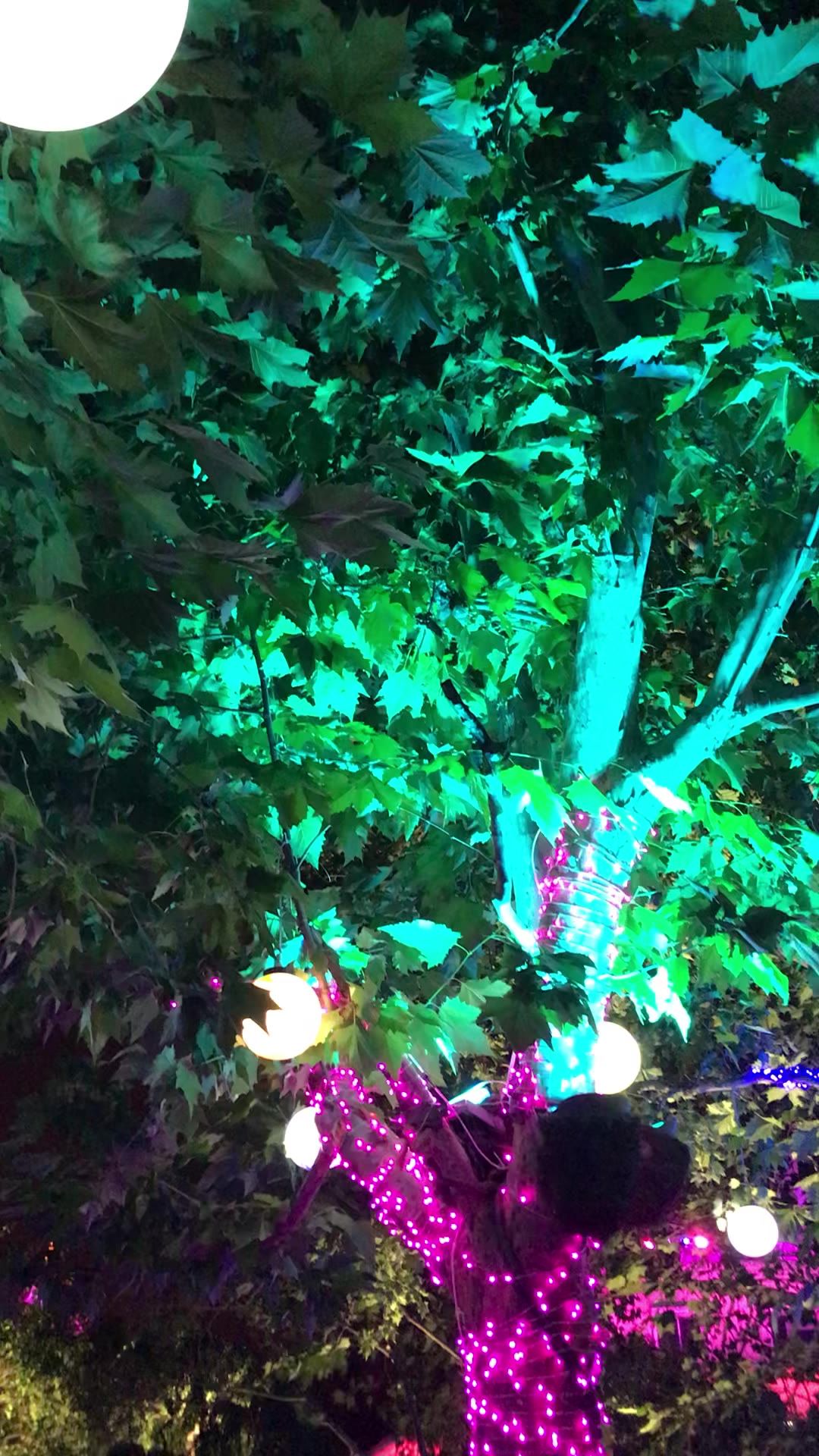 树下的星球
