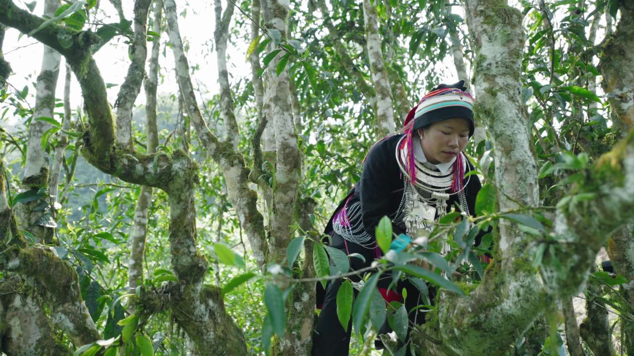 森林中的传统采摘